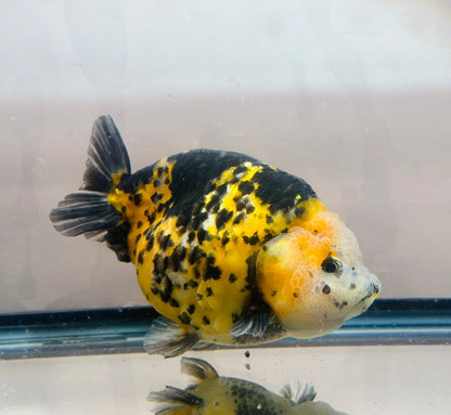 Calico Ranchu (M, 5'') - Lunar Fancies