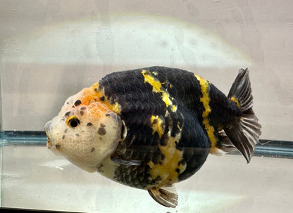 Calico Ranchu (M, 5'') - Lunar Fancies