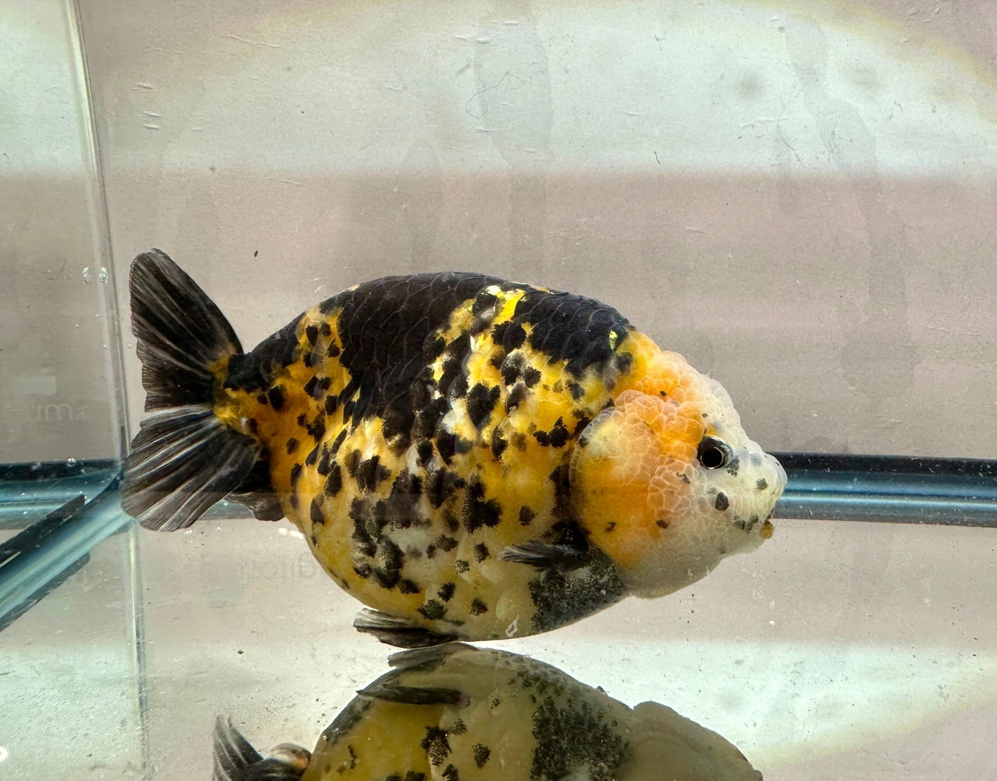 Calico Ranchu (M, 5'') - Lunar Fancies