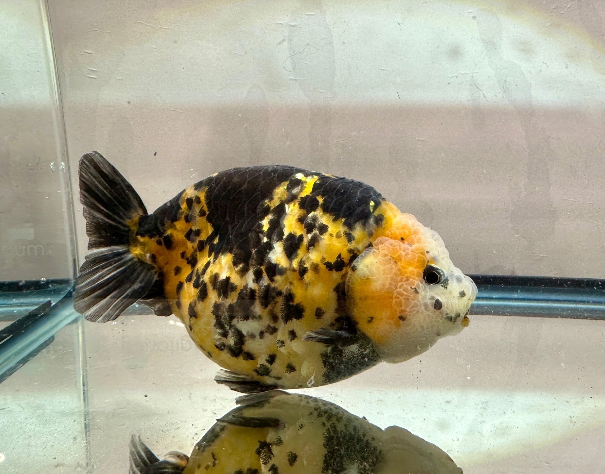 Calico Ranchu (M, 5'') - Lunar Fancies