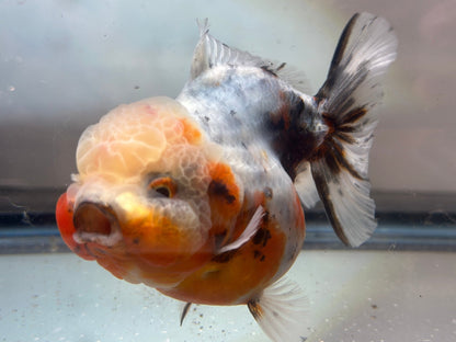 Calico Shogun Oranda - F1 (F, 4.5'') - Lunar Fancies