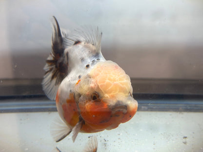 Calico Shogun Oranda - F1 (F, 4.5'') - Lunar Fancies
