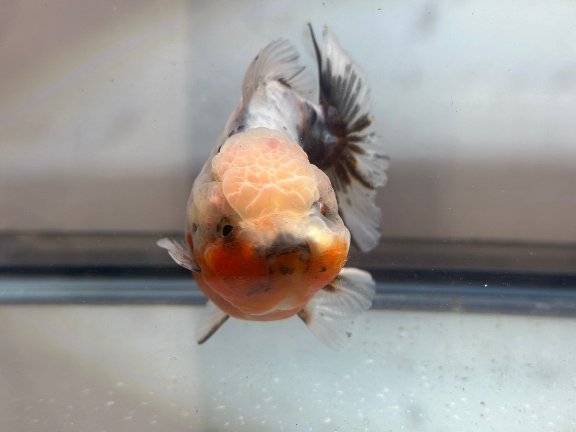 Calico Shogun Oranda - F1 (F, 4.5'') - Lunar Fancies