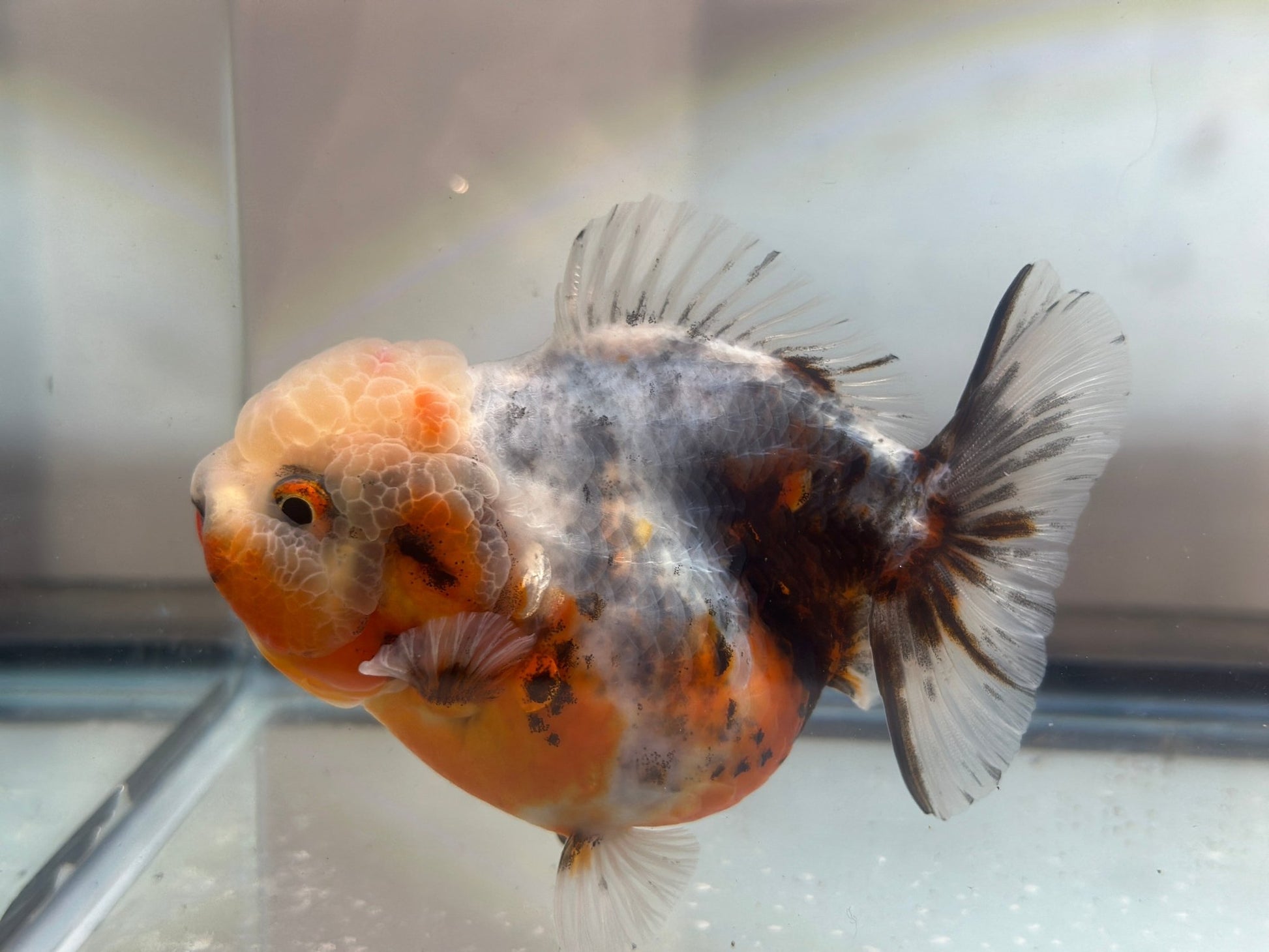 Calico Shogun Oranda - F1 (F, 4.5'') - Lunar Fancies