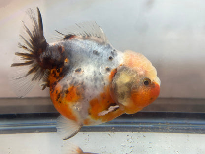 Calico Shogun Oranda - F1 (F, 4.5'') - Lunar Fancies