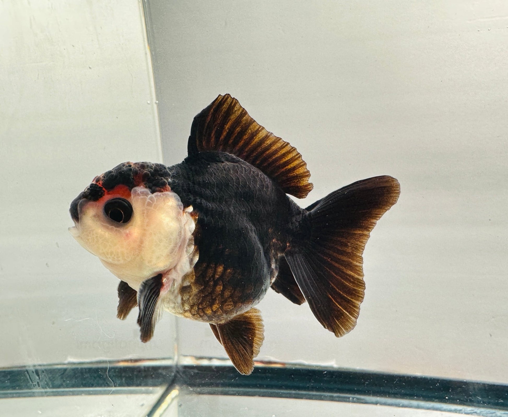 Chocolate Oranda (3'') - Lunar Fancies