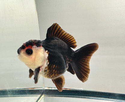 Chocolate Oranda (3'') - Lunar Fancies
