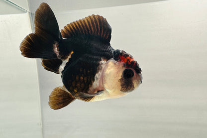 Chocolate Oranda (3'') - Lunar Fancies