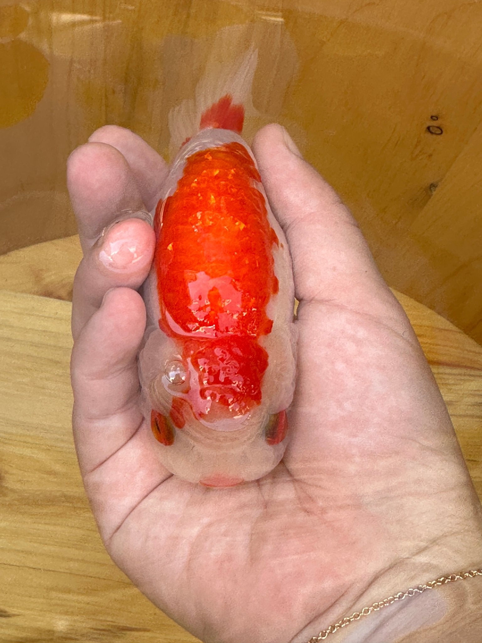Crimson Robe Ranchu – 4 inches - Lunar Fancies