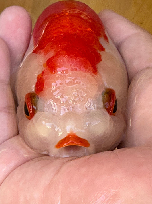 Crimson Robe Ranchu – 4 inches - Lunar Fancies
