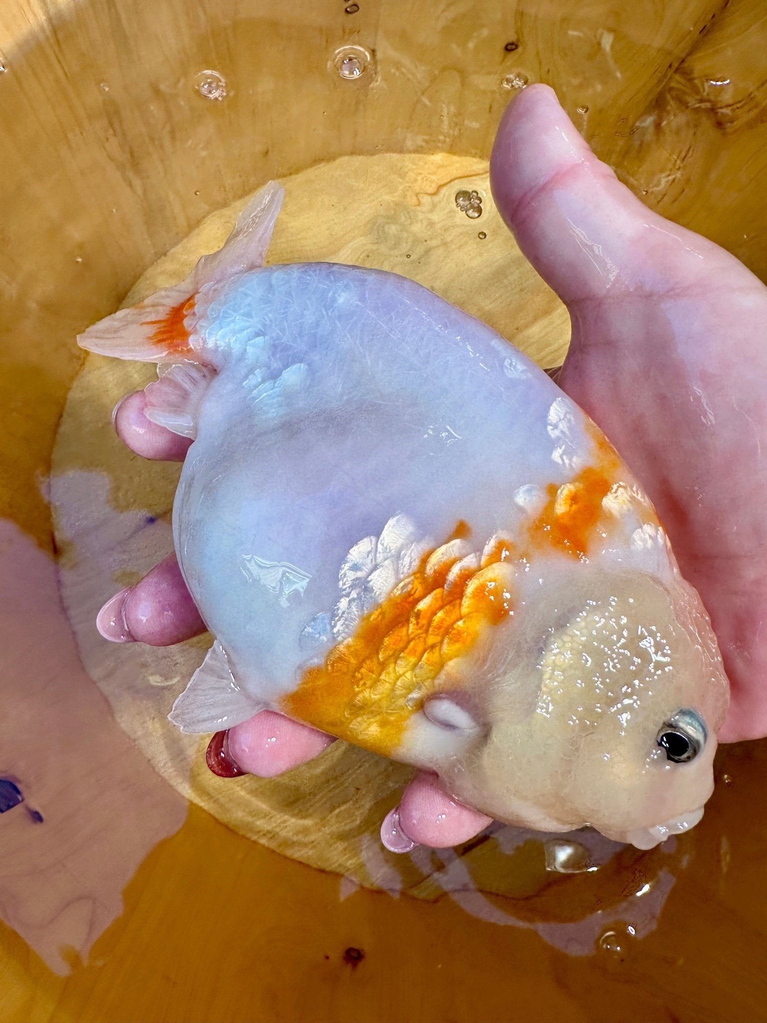 🐟 Female Sakura Ranchu (5–6”) - Lunar Fancies