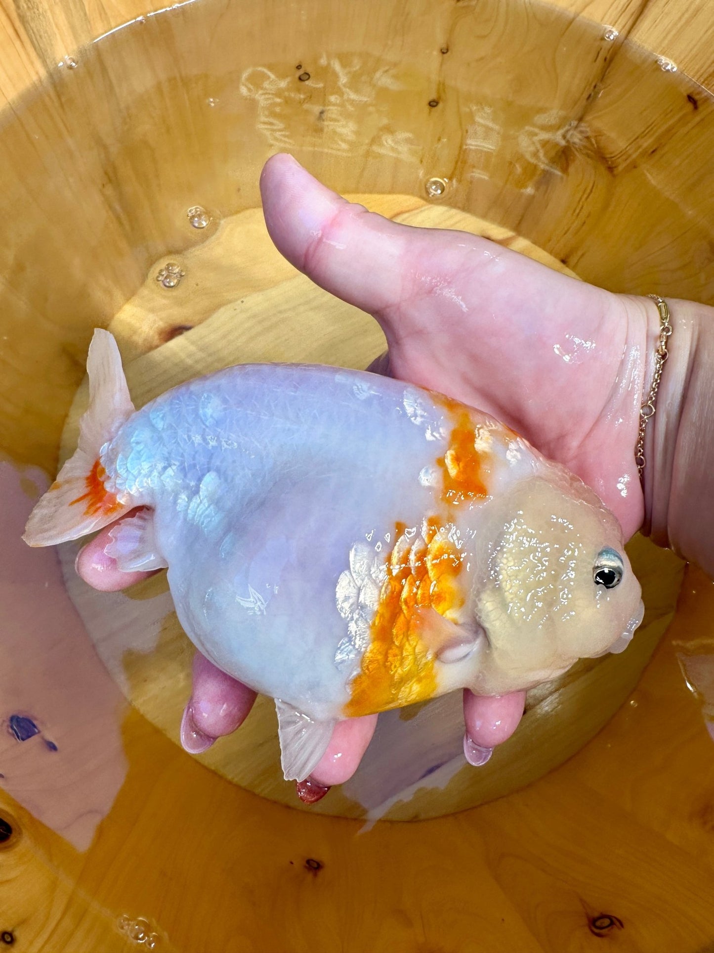 🐟 Female Sakura Ranchu (5–6”) - Lunar Fancies