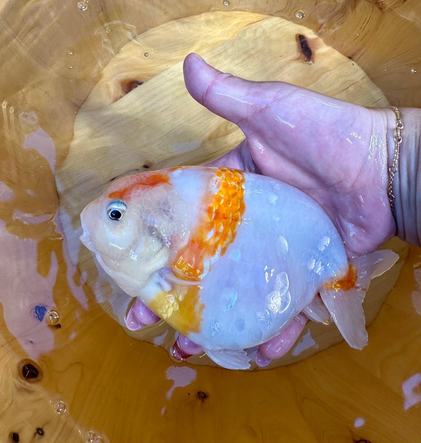 🐟 Female Sakura Ranchu (5–6”) - Lunar Fancies