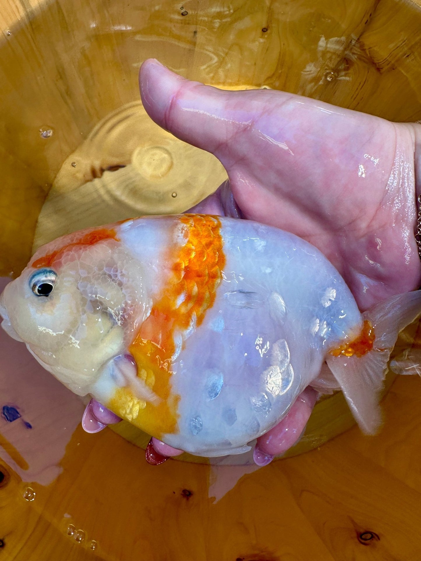 🐟 Female Sakura Ranchu (5–6”) - Lunar Fancies