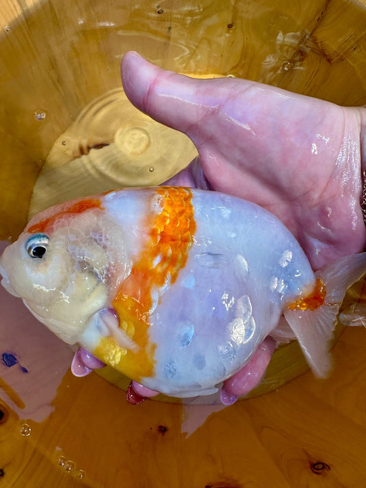 🐟 Female Sakura Ranchu (5–6”) - Lunar Fancies