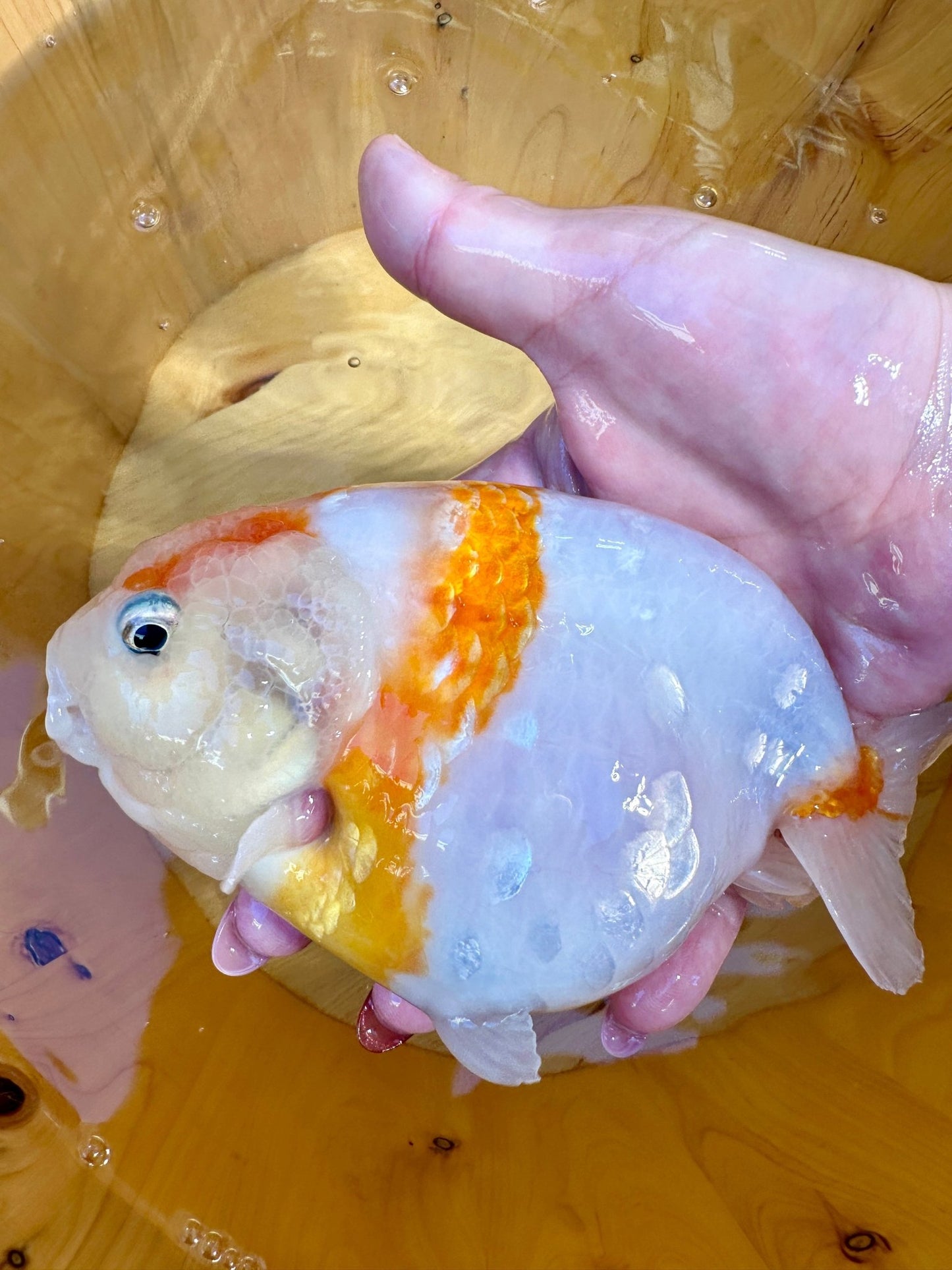 🐟 Female Sakura Ranchu (5–6”) - Lunar Fancies