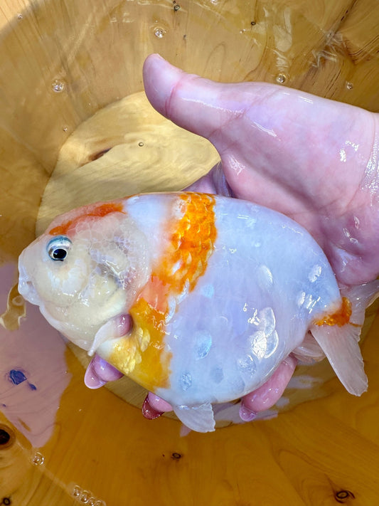 🐟 Female Sakura Ranchu (5–6”) - Lunar Fancies