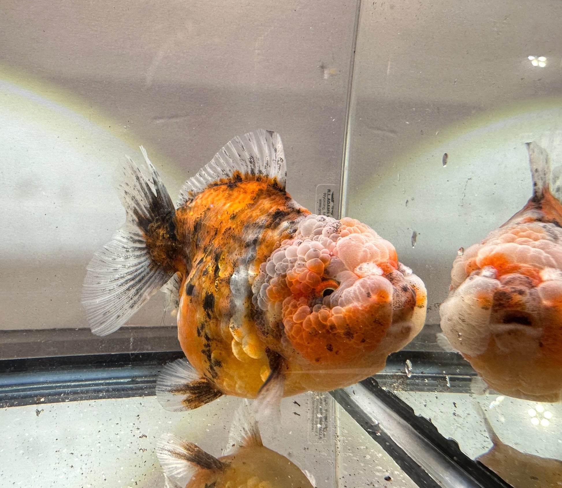 Gold & Grey Shogun Oranda - F1 (4.5'') - Lunar Fancies