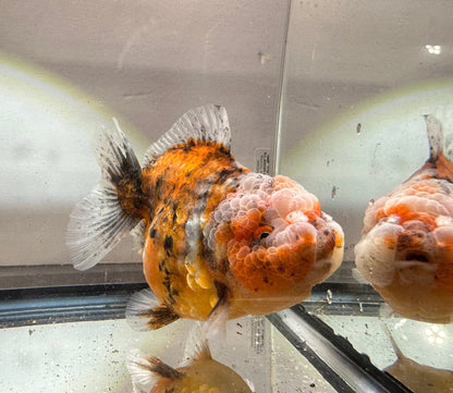 Gold & Grey Shogun Oranda - F1 (4.5'') - Lunar Fancies