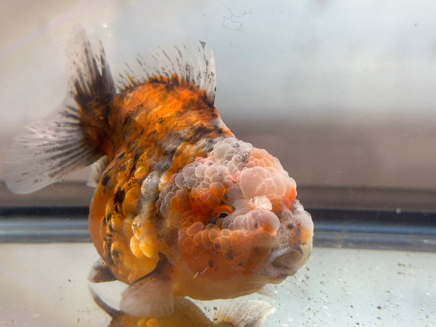 Gold & Grey Shogun Oranda - F1 (4.5'') - Lunar Fancies