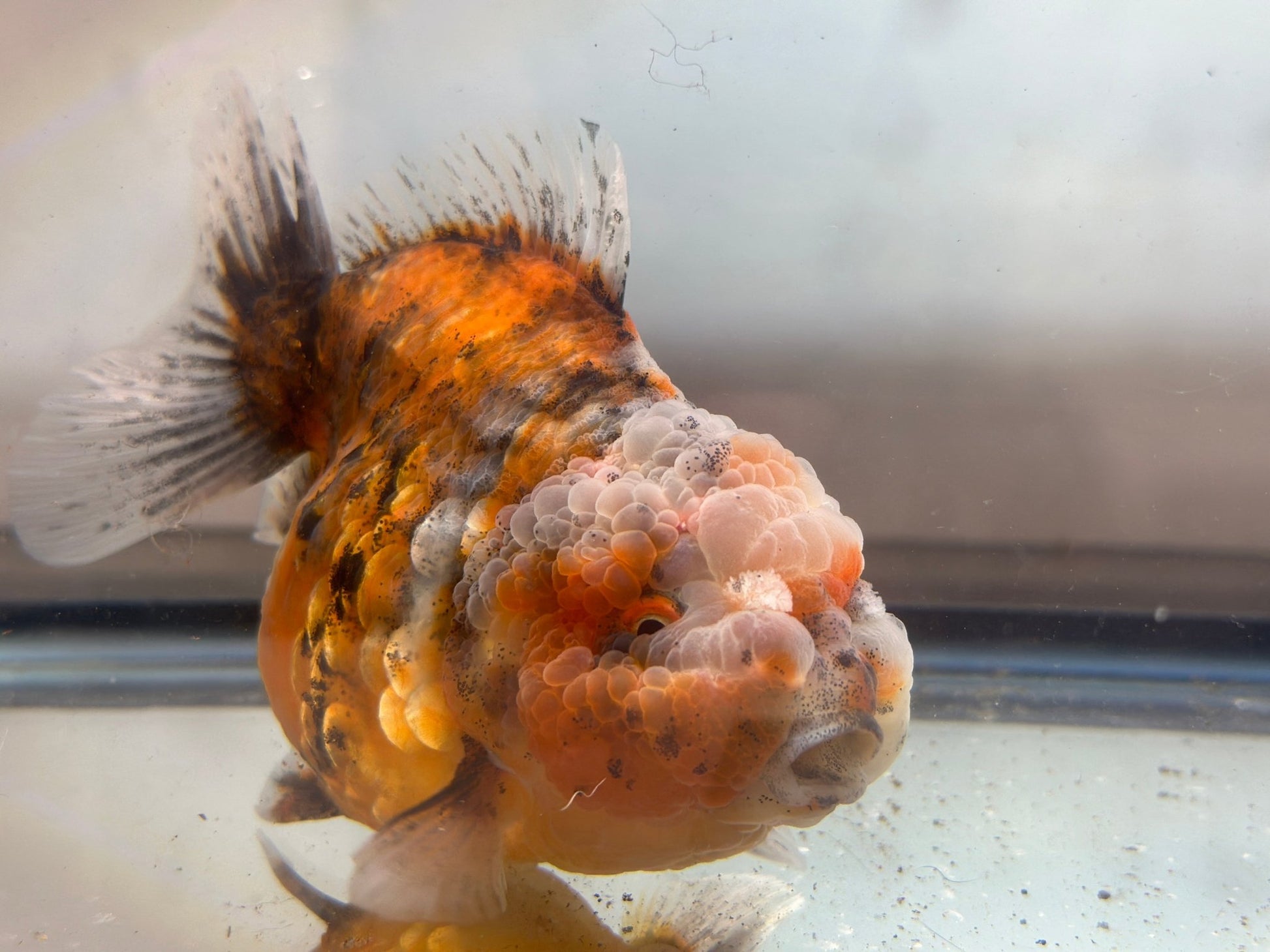 Gold & Grey Shogun Oranda - F1 (4.5'') - Lunar Fancies