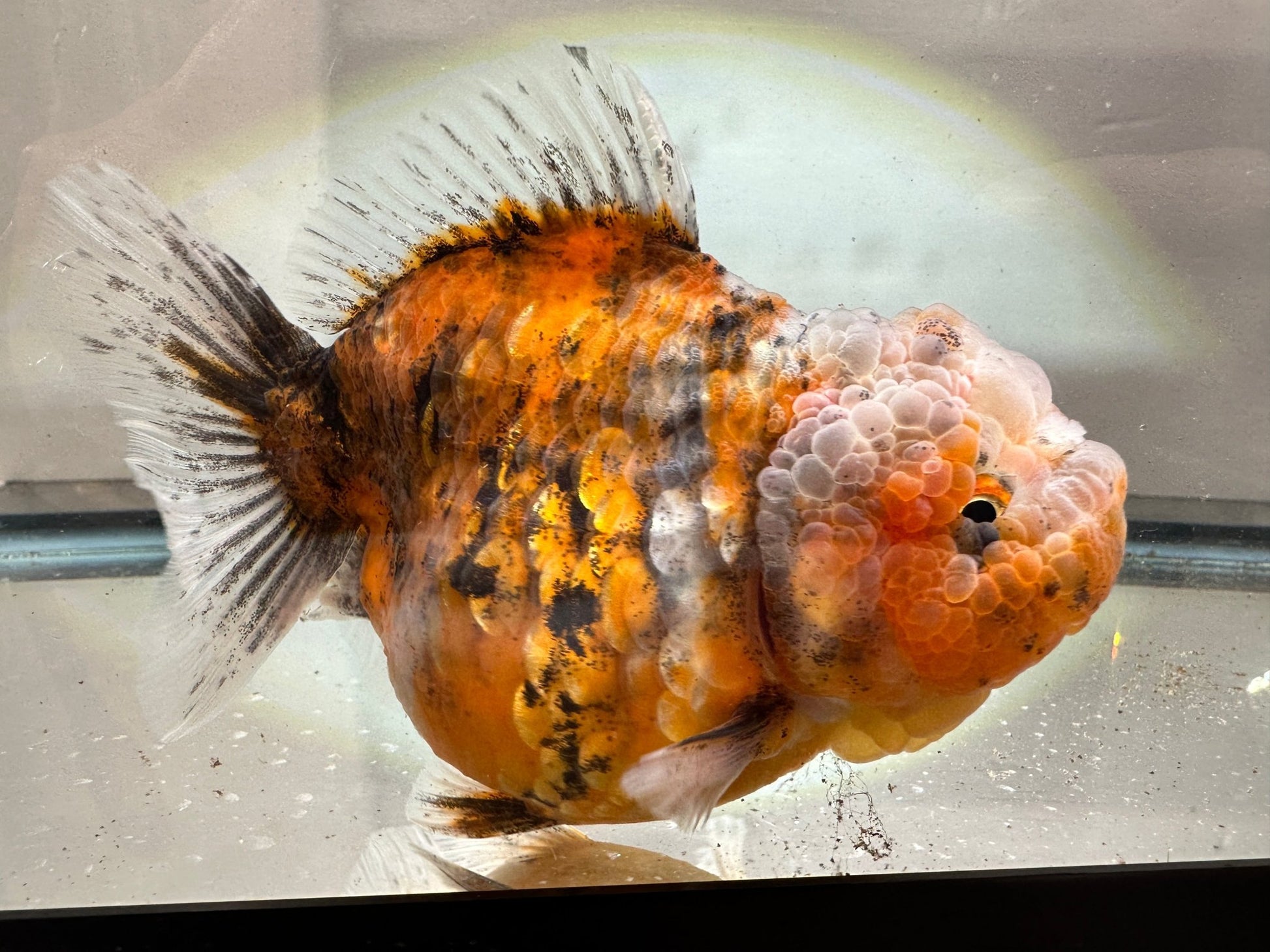 Gold & Grey Shogun Oranda - F1 (4.5'') - Lunar Fancies