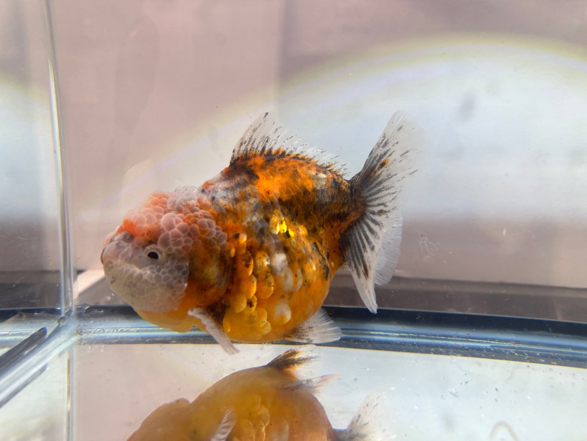 Gold & Grey Shogun Oranda - F1 (4.5'') - Lunar Fancies