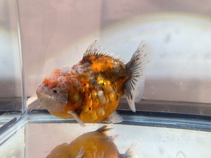 Gold & Grey Shogun Oranda - F1 (4.5'') - Lunar Fancies