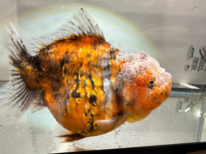 Gold & Grey Shogun Oranda - F1 (4.5'') - Lunar Fancies