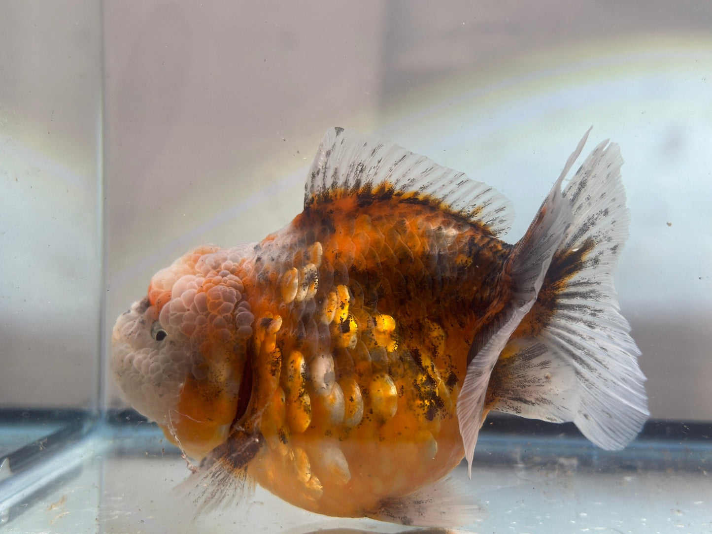 Gold & Grey Shogun Oranda - F1 (4.5'') - Lunar Fancies