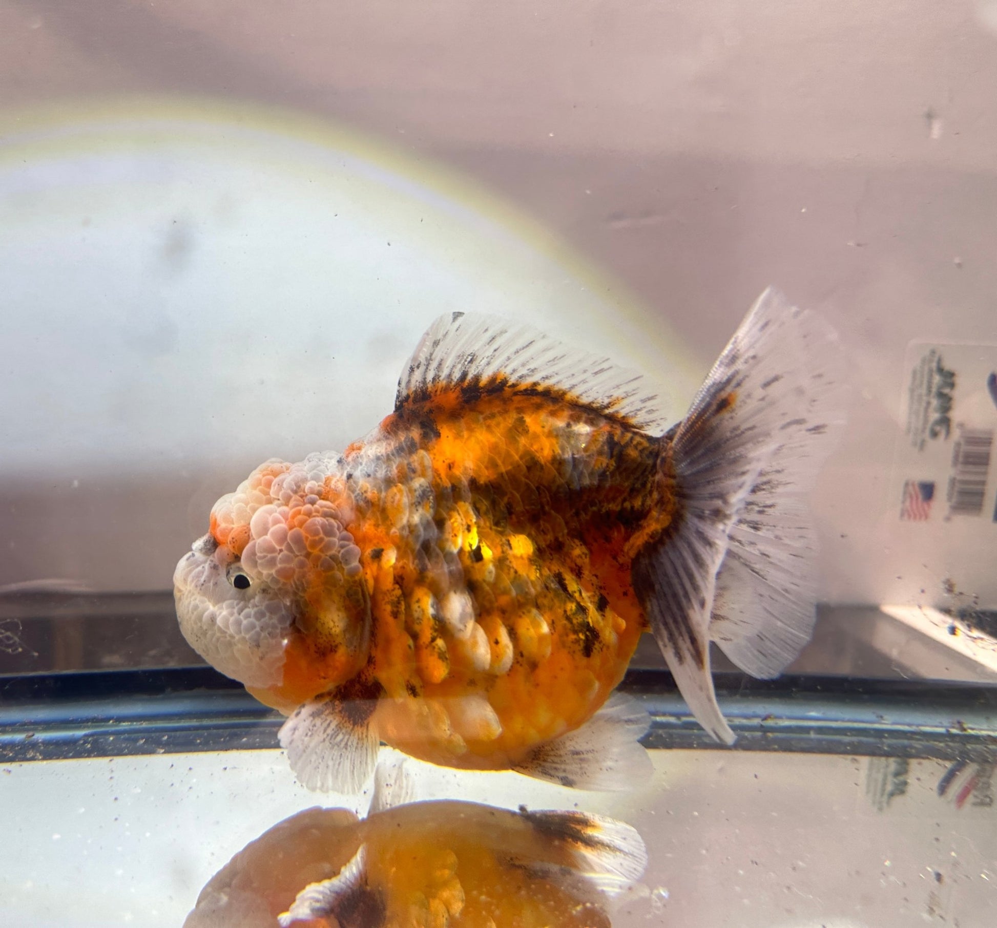 Gold & Grey Shogun Oranda - F1 (4.5'') - Lunar Fancies