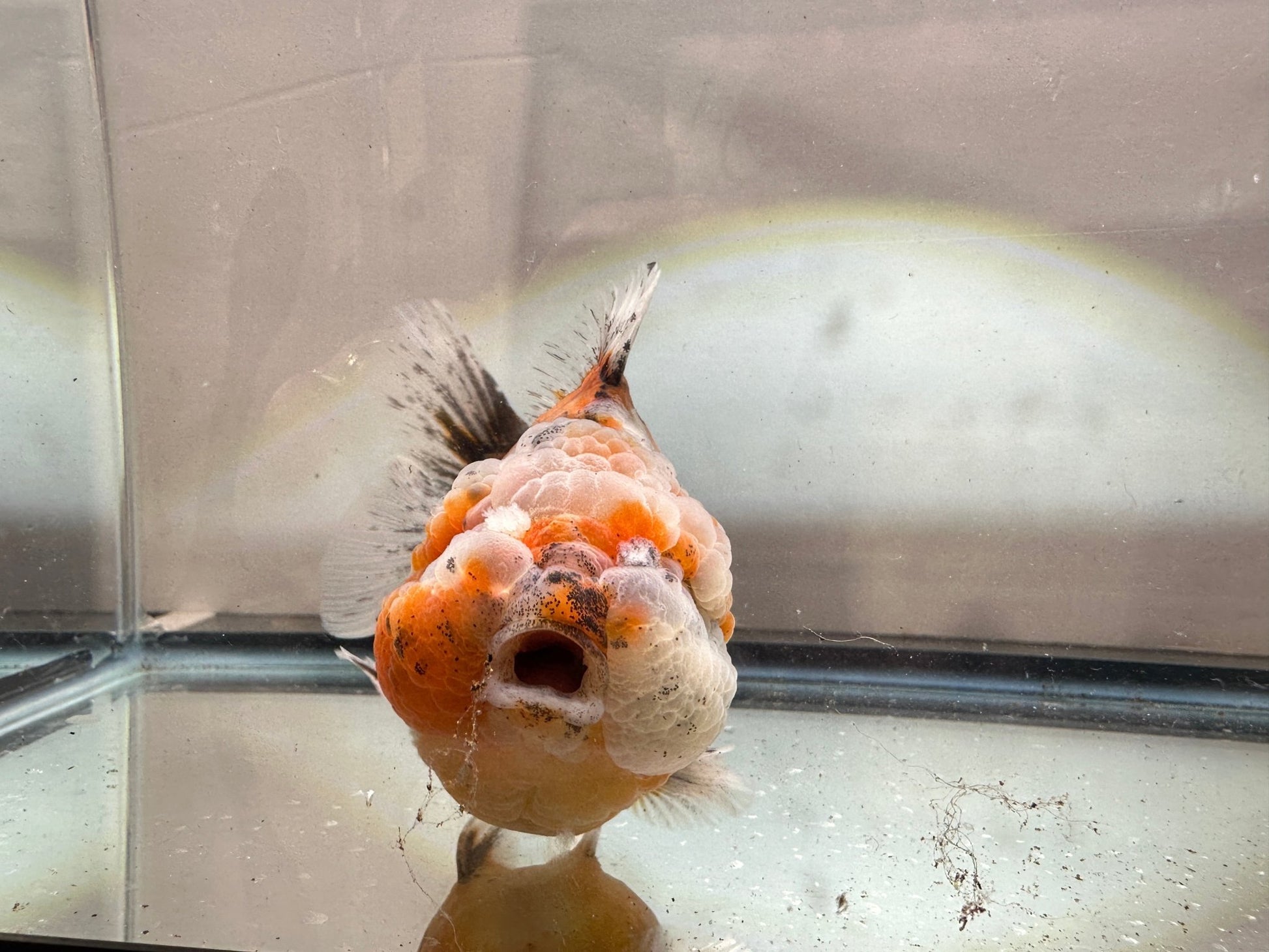 Gold & Grey Shogun Oranda - F1 (4.5'') - Lunar Fancies