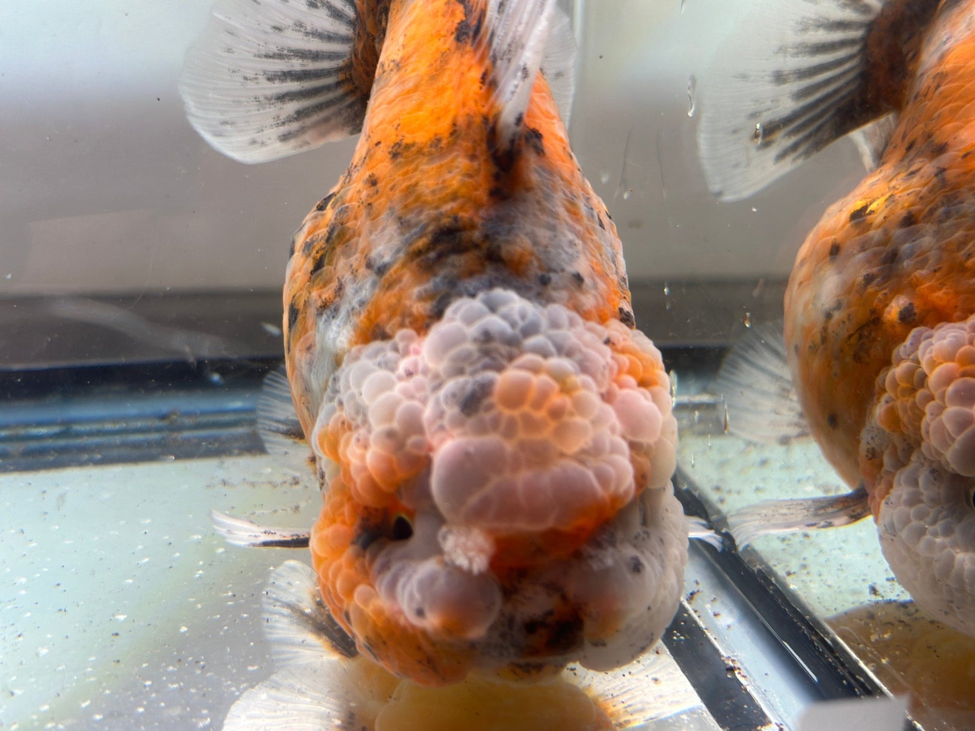 Gold & Grey Shogun Oranda - F1 (4.5'') - Lunar Fancies