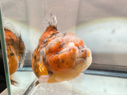 Gold & Grey Shogun Oranda - F1 (4.5'') - Lunar Fancies