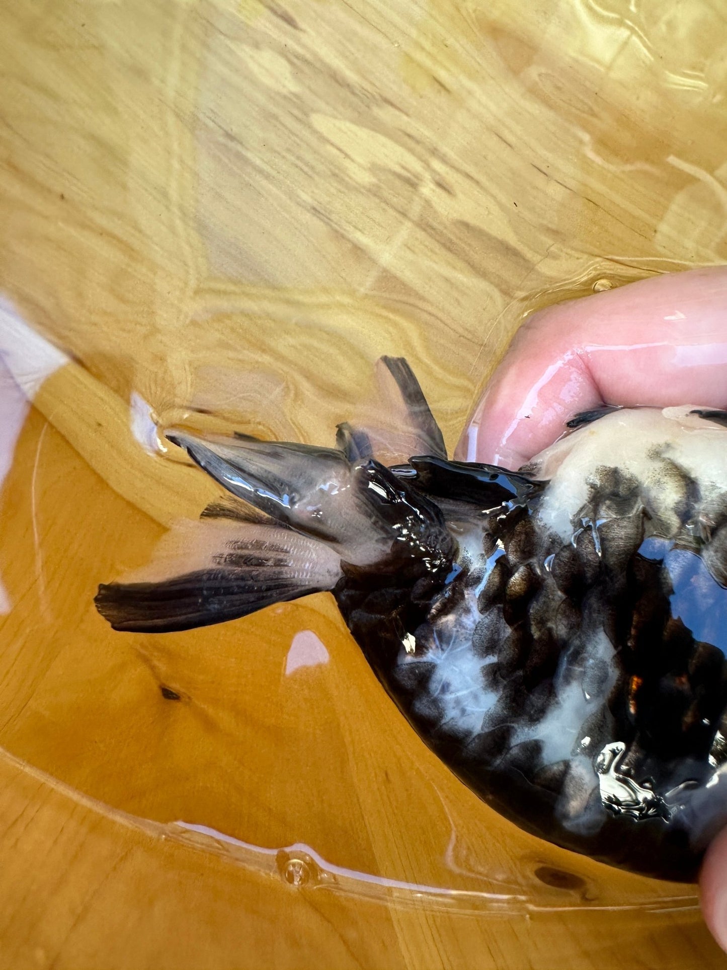 Heavy Ink Ranchu - 5.5 inches (Character Fish, Broken Tail, 40% OFF!) - Lunar Fancies