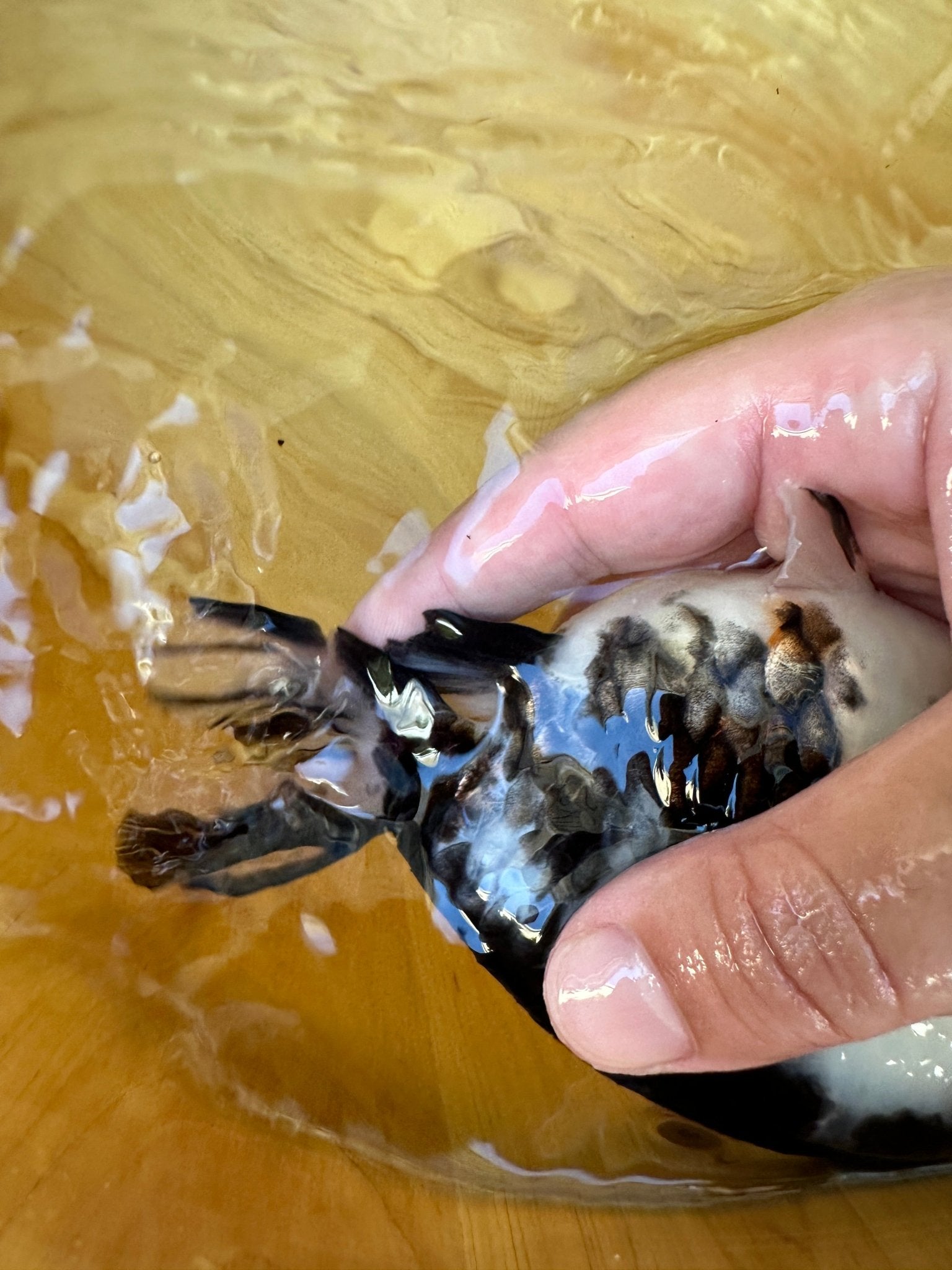 Heavy Ink Ranchu - 5.5 inches (Character Fish, Broken Tail, 40% OFF!) - Lunar Fancies