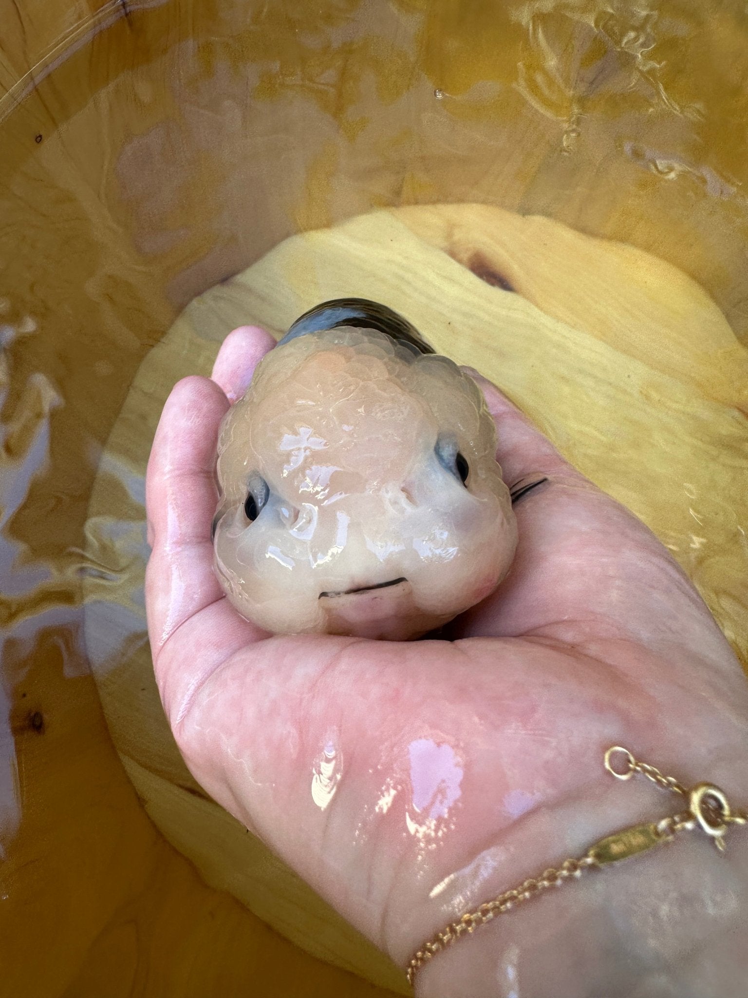 Heavy Ink Ranchu - 5.5 inches (Character Fish, Broken Tail, 40% OFF!) - Lunar Fancies