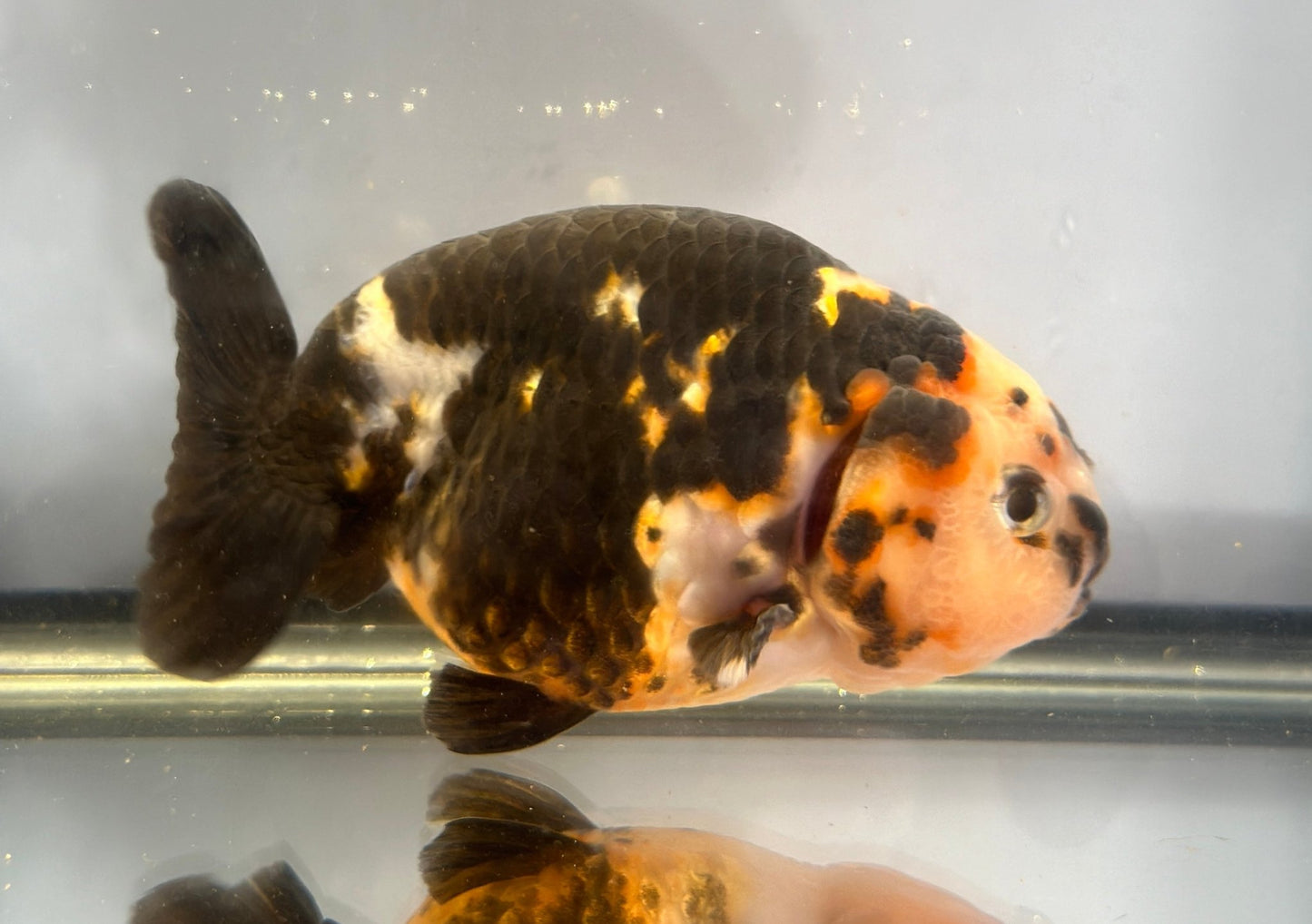 Heavy Ink Ranchu (Black‑Patterned) - 4 Inches - Lunar Fancies