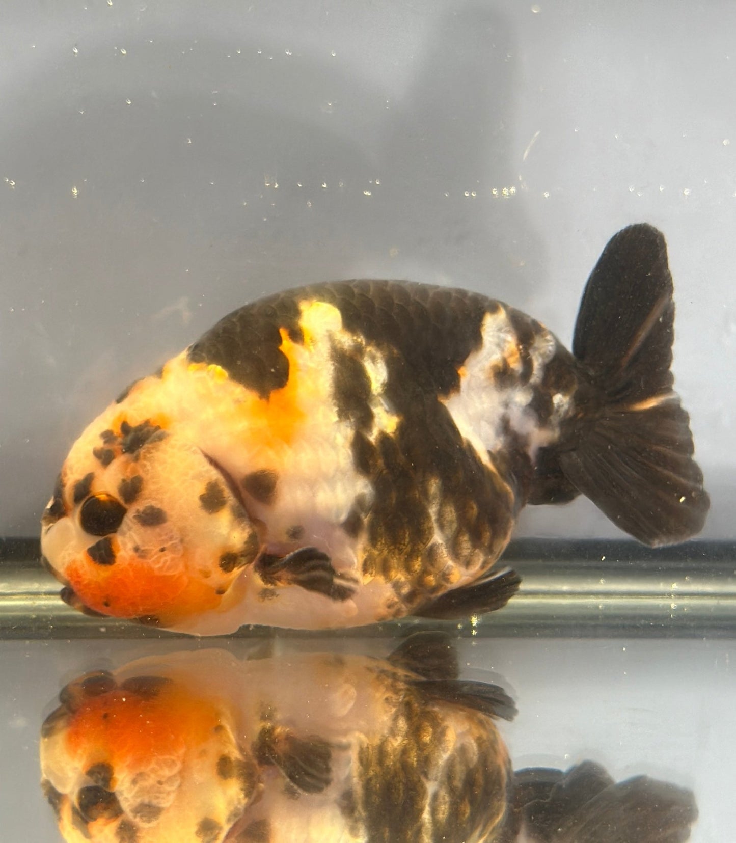 Heavy Ink Ranchu (Black‑Patterned) - 4 Inches - Lunar Fancies