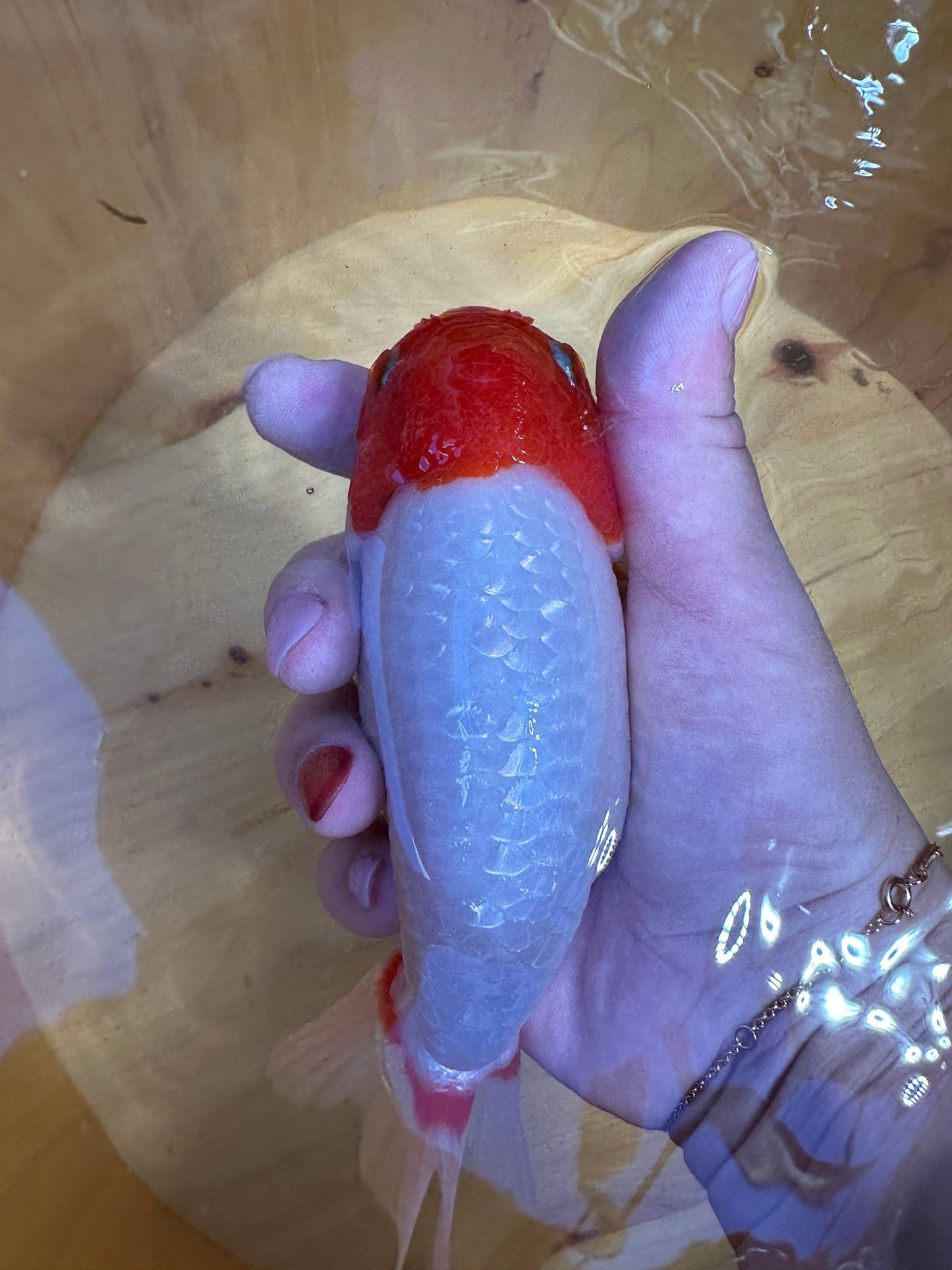 High - Contrast Red & White Ranchu Goldfish | 5 inch | Pearlescent Scales - Lunar Fancies