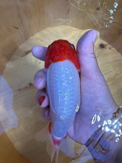 High - Contrast Red & White Ranchu Goldfish | 5 inch | Pearlescent Scales - Lunar Fancies
