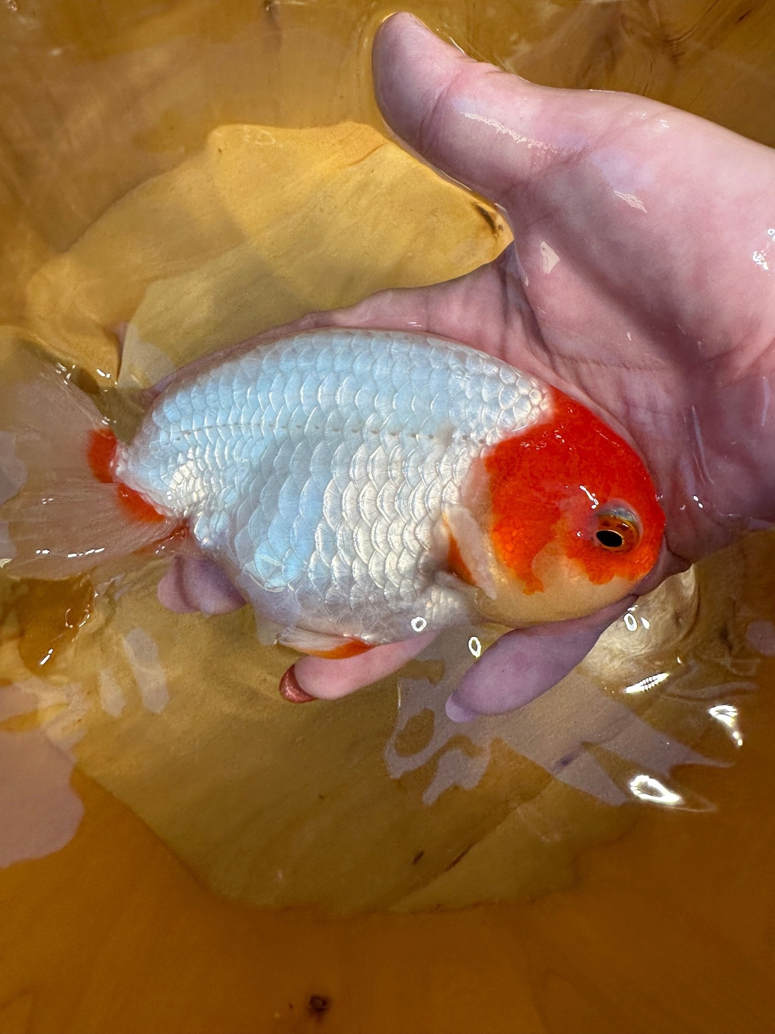 High - Contrast Red & White Ranchu Goldfish | 5 inch | Pearlescent Scales - Lunar Fancies