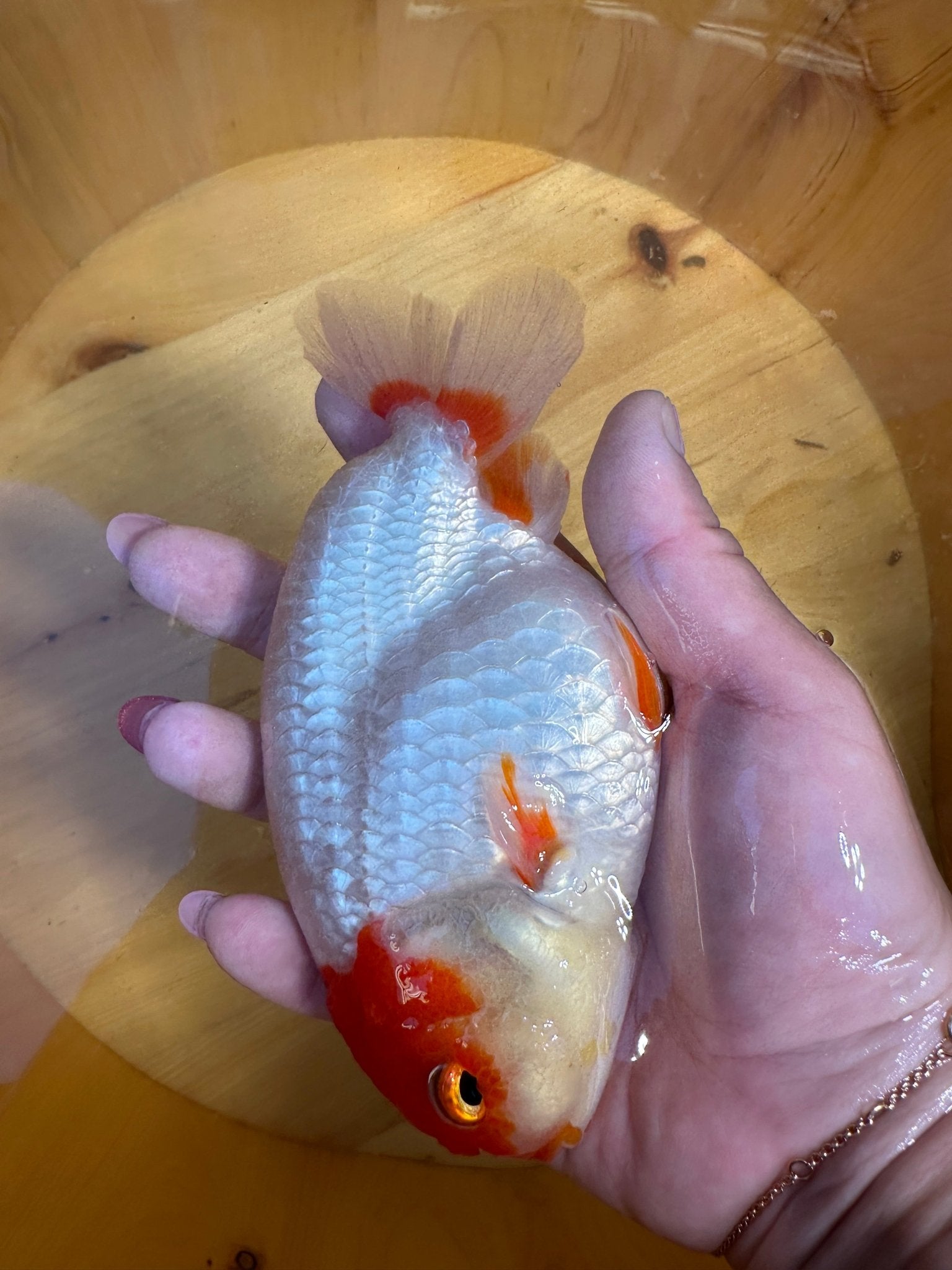 High - Contrast Red & White Ranchu Goldfish | 5 inch | Pearlescent Scales - Lunar Fancies
