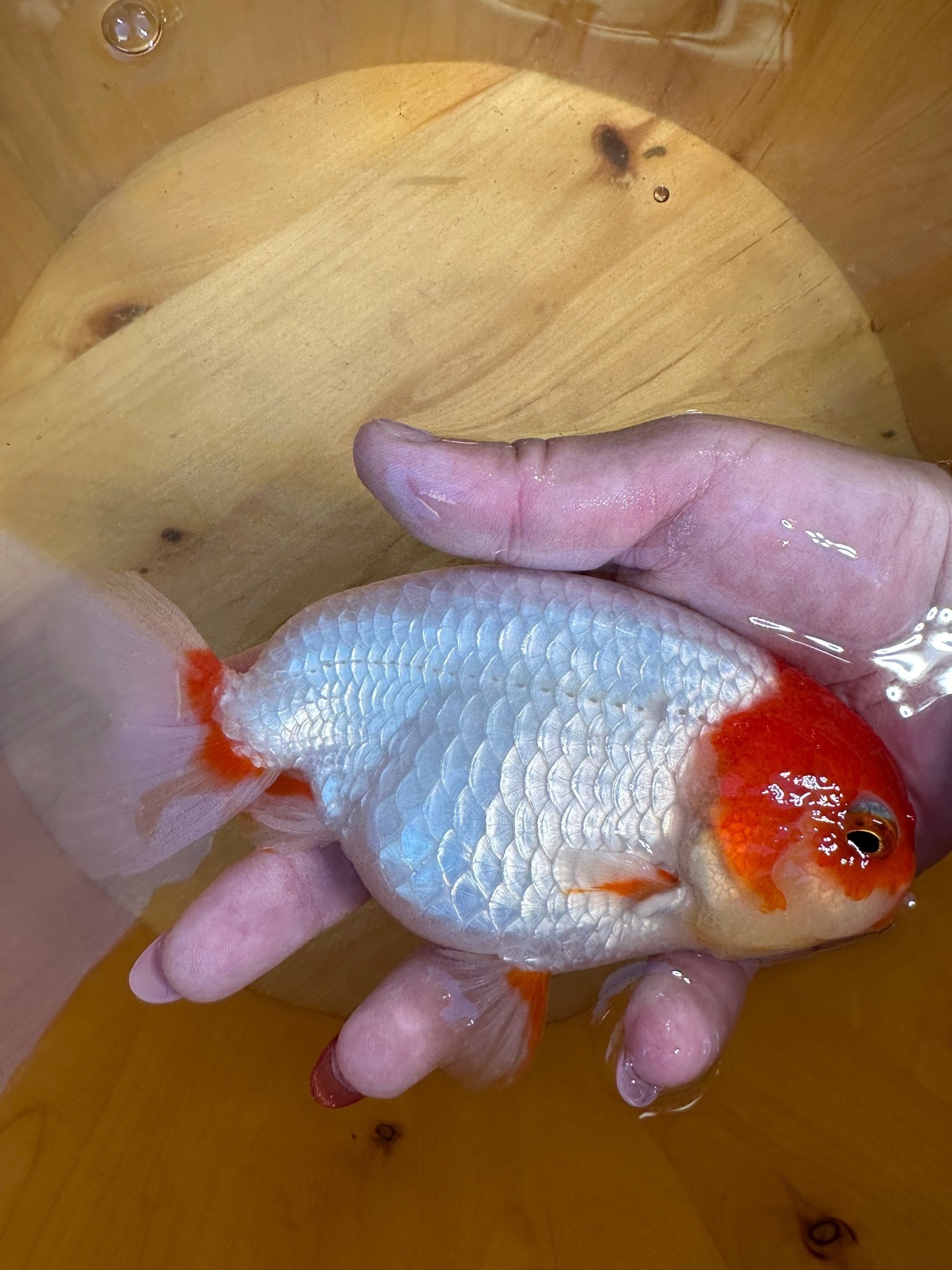 High - Contrast Red & White Ranchu Goldfish | 5 inch | Pearlescent Scales - Lunar Fancies