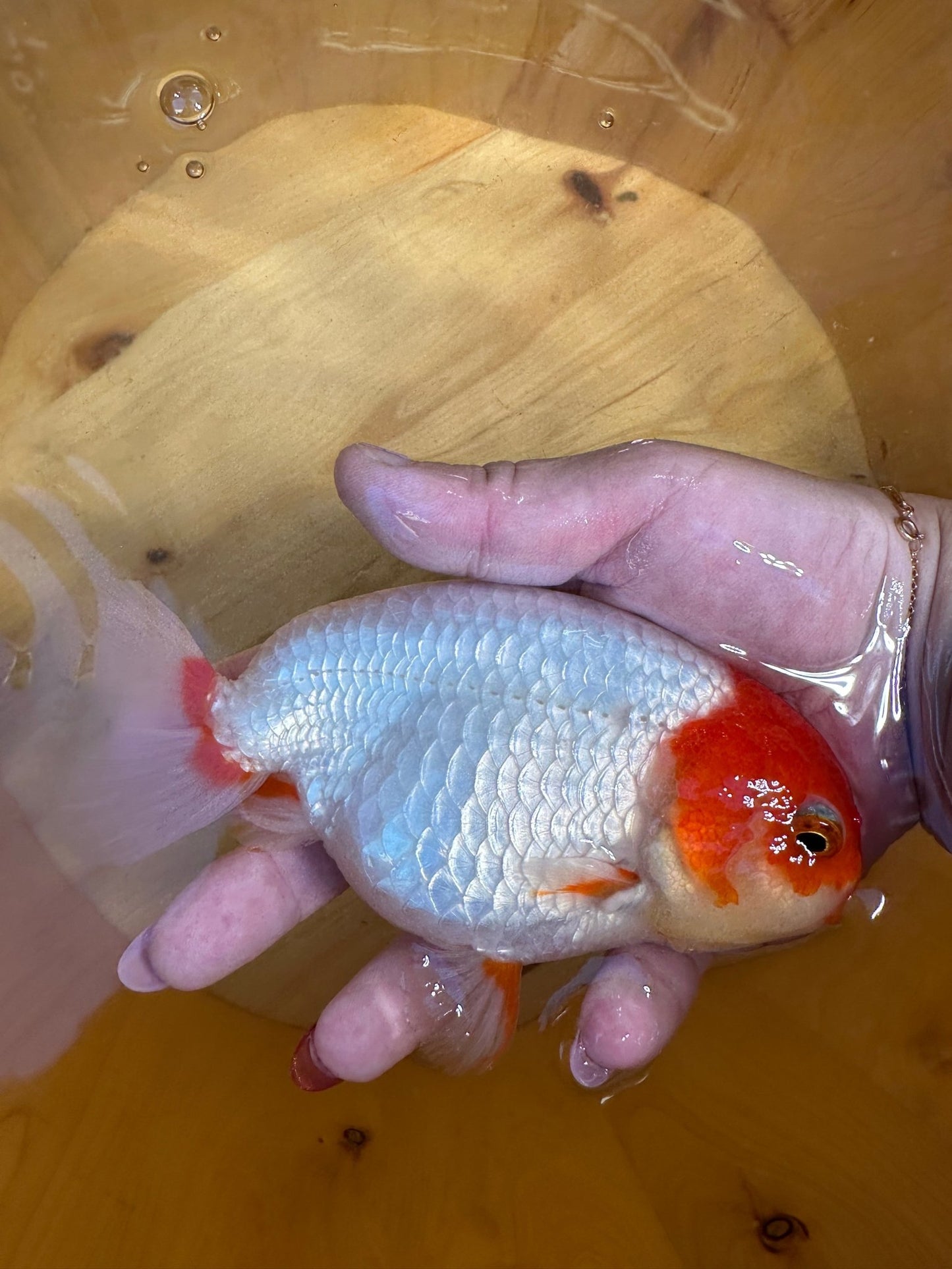 High - Contrast Red & White Ranchu Goldfish | 5 inch | Pearlescent Scales - Lunar Fancies