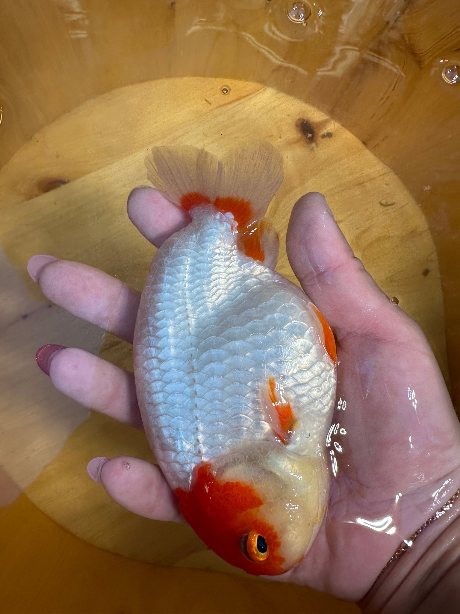 High - Contrast Red & White Ranchu Goldfish | 5 inch | Pearlescent Scales - Lunar Fancies