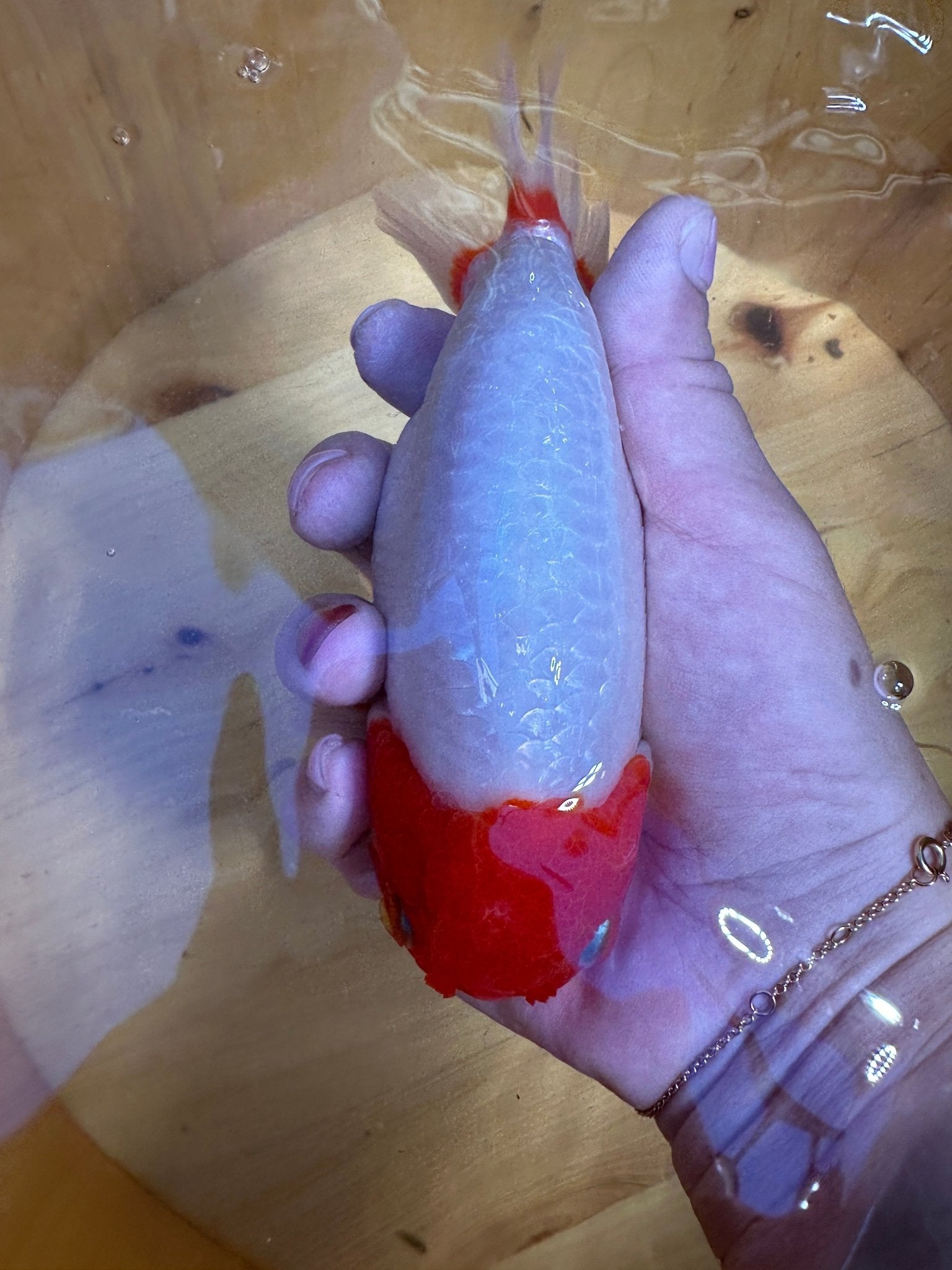 High - Contrast Red & White Ranchu Goldfish | 5 inch | Pearlescent Scales - Lunar Fancies