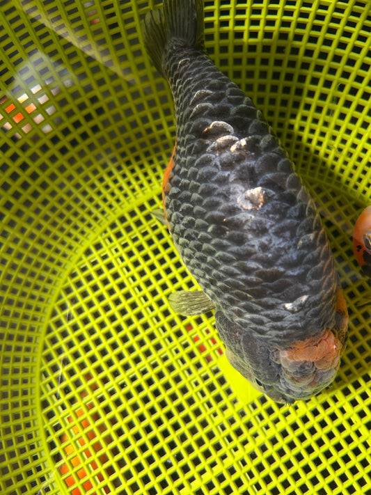 Kirin Ranchu - Lunar Fancies