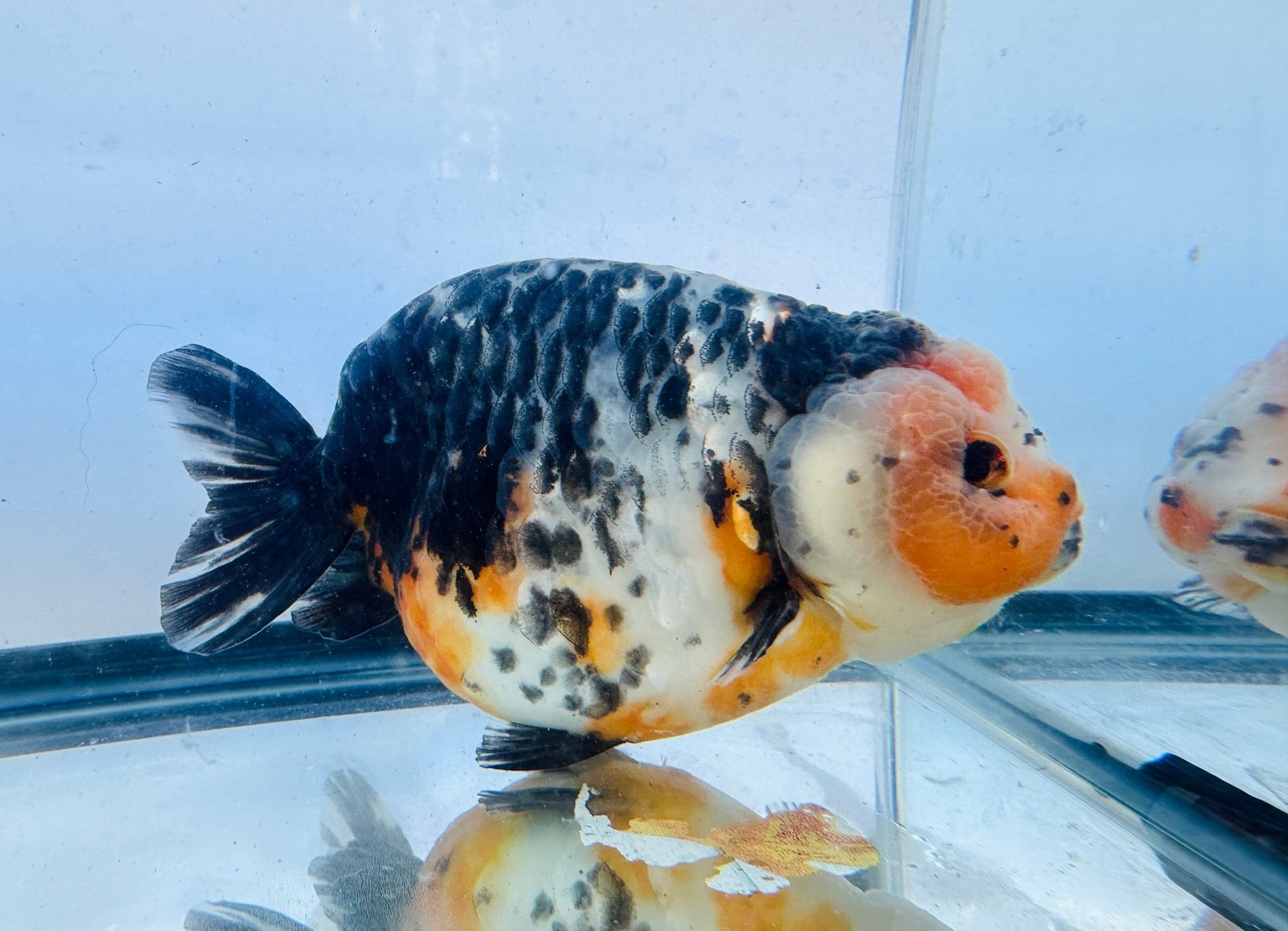 Kirin Ranchu (F, 5'') - Lunar Fancies