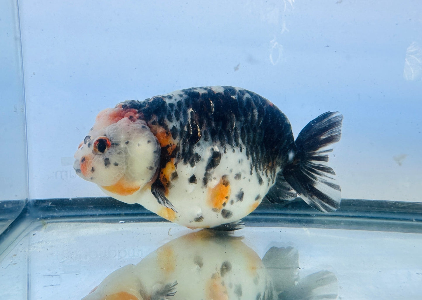Kirin Ranchu (F, 5'') - Lunar Fancies
